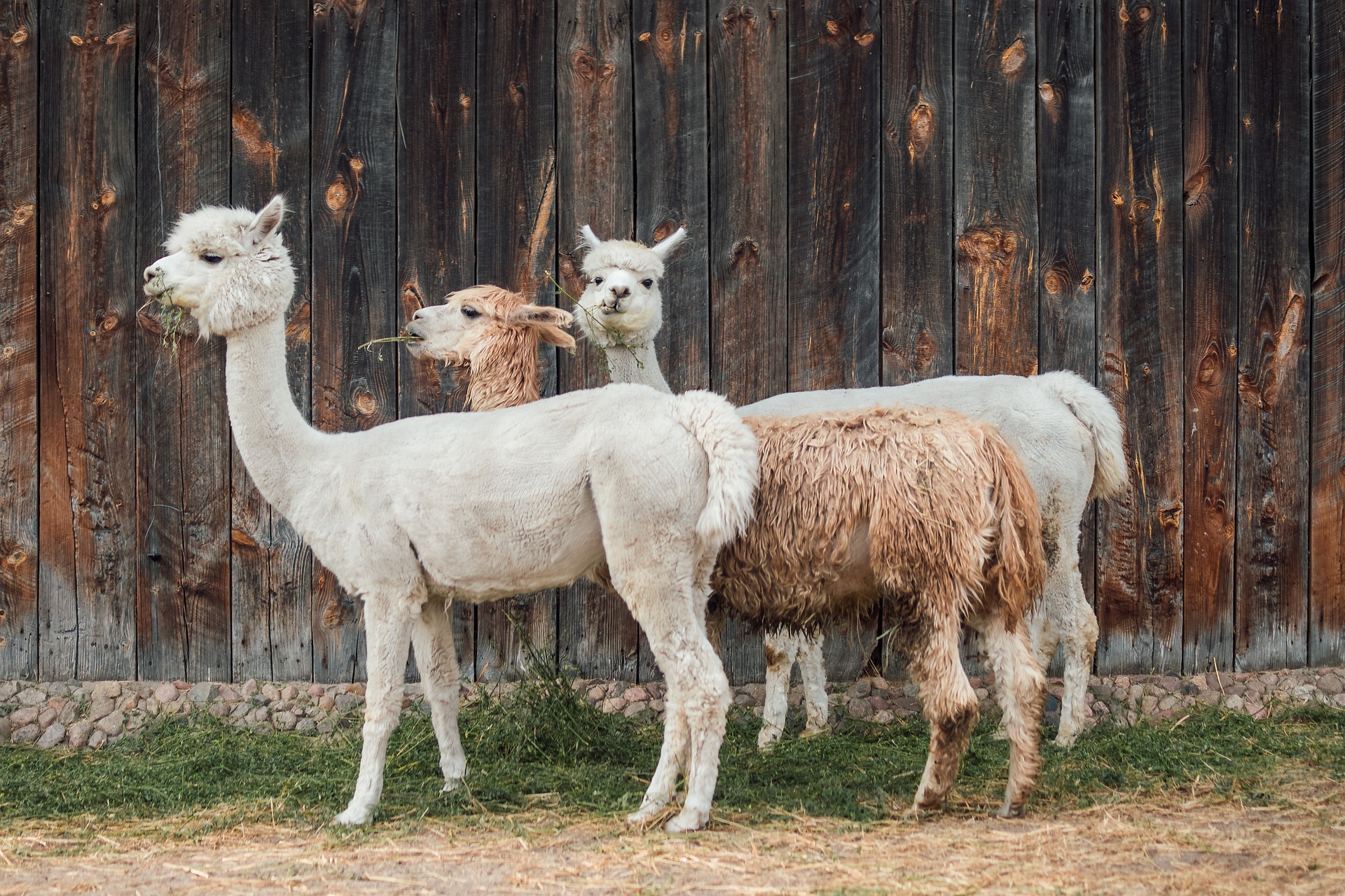 Foto: alpaca's