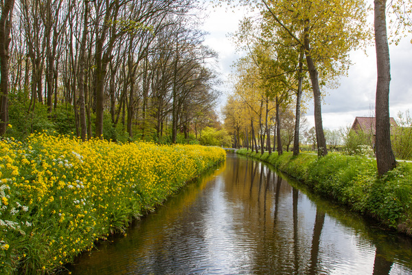 mesmerizing-view-river-surrounded-by-yellow-flowers-tall-trees-dutch-countryside